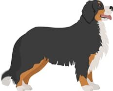 The Berner Dog Blog