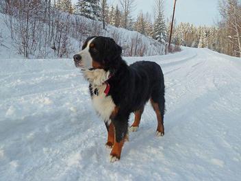 can bernese mountain dogs have heat stroke