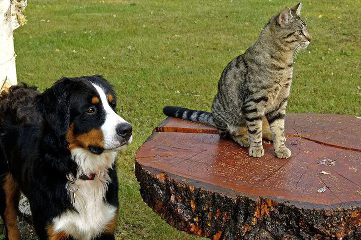 bernese mountain dog and cat