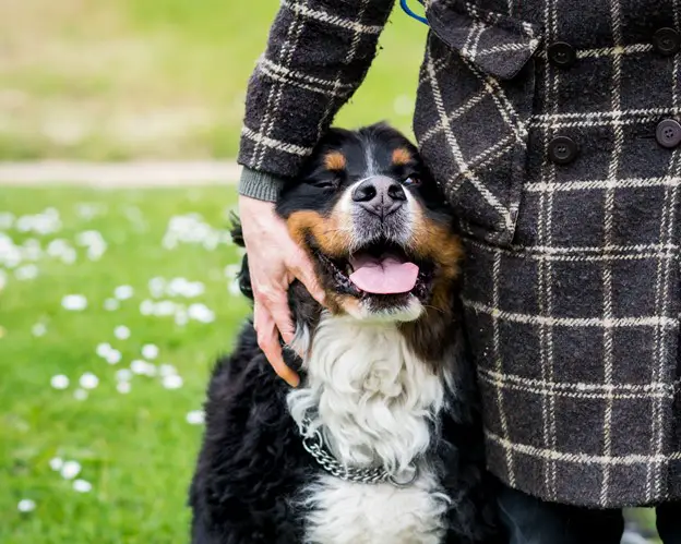 Berner with its owner