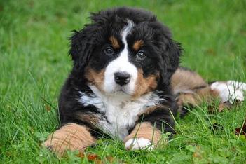 can bernese mountain dogs have heat stroke