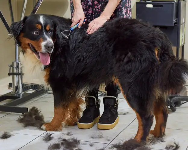 brushing a Bernese mountain dog to prevent shedding