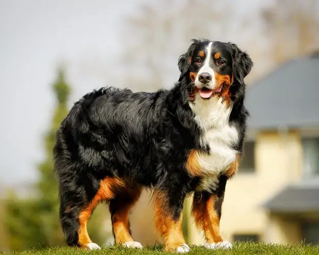 Are Furminators bad for Bernese Mountain Dogs?