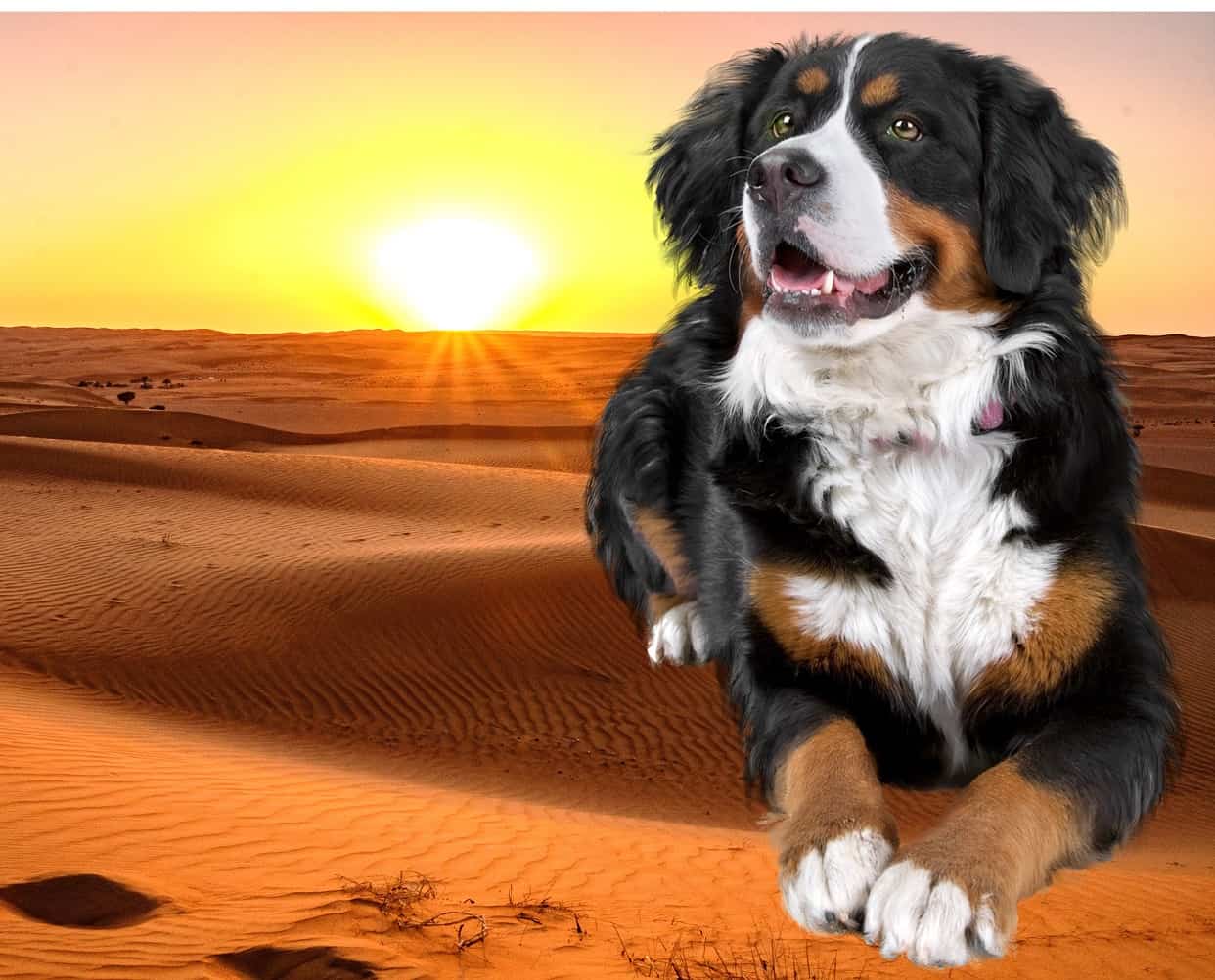 Bernese Mountain Dog in Desert