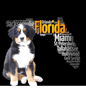 can bernese mountain dogs have heat stroke