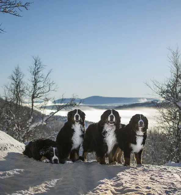 four berners