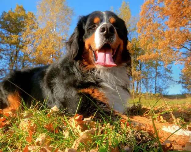 Berner dog outside in the fall