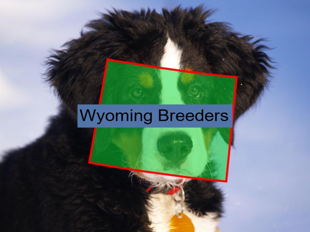 Bernese Mountain Dog