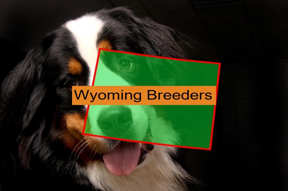 Bernese Mountain Dog