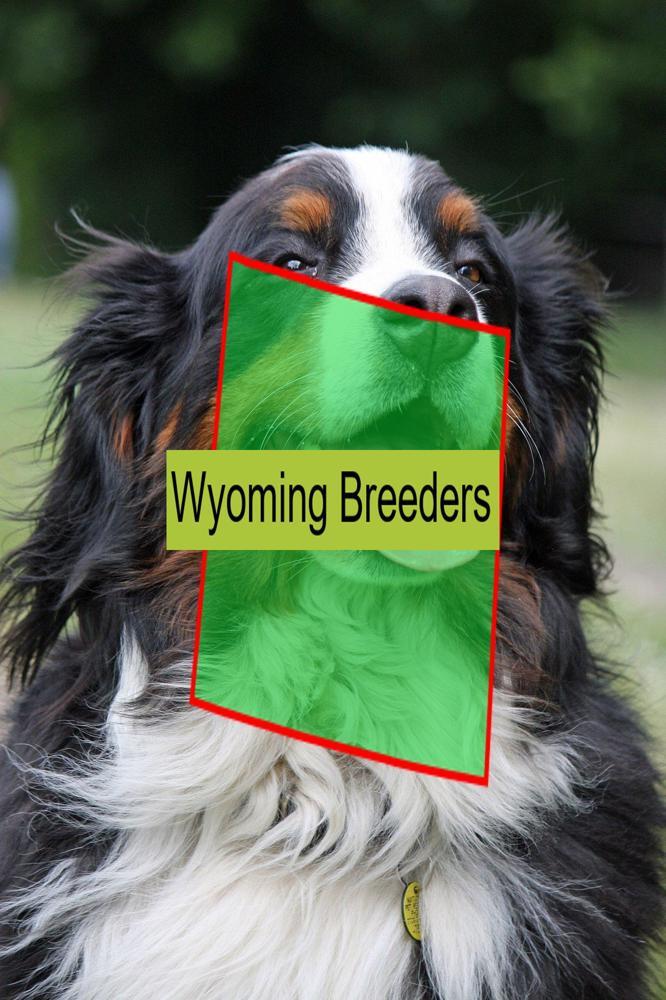Bernese Mountain Dog