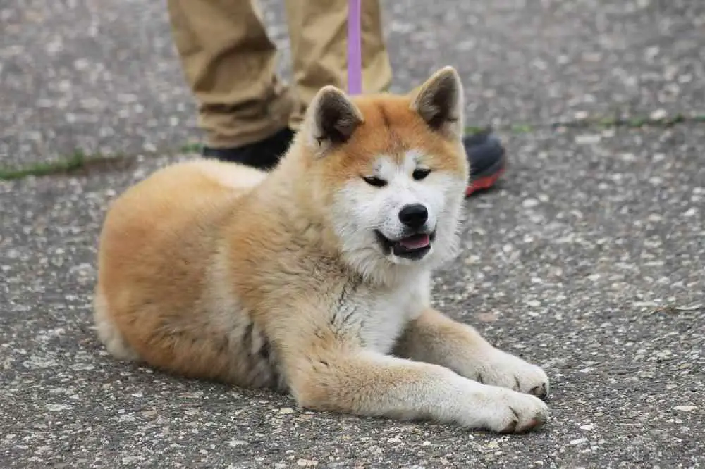 How Much Should Akita Weigh? Akita Weight Calculator.