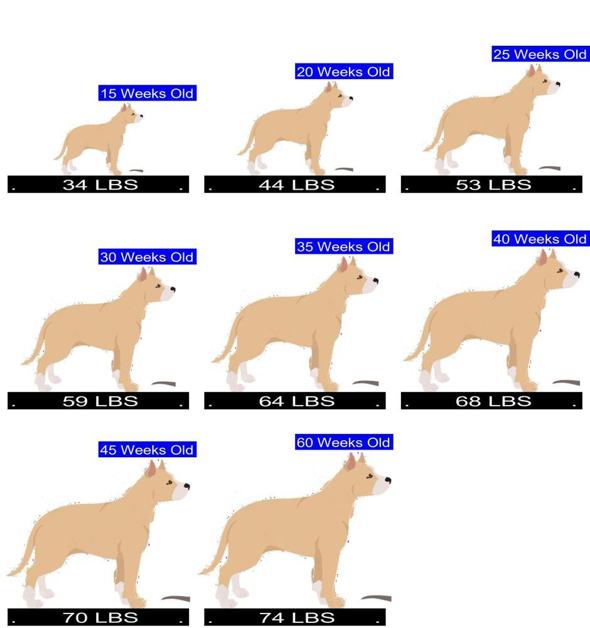 Stafford Big And Size Chart