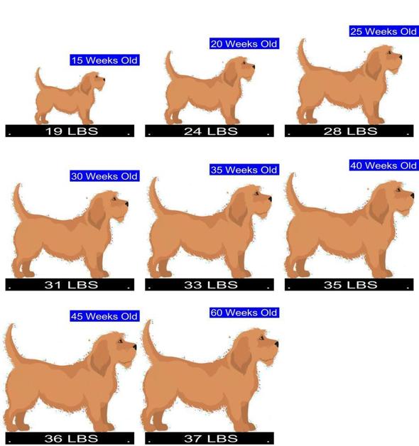 how many puppies are born in a basset fauve de bretagne litter