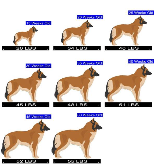 How Much Should Belgian Tervuren Weigh? Belgian Tervuren Weight Calculator.