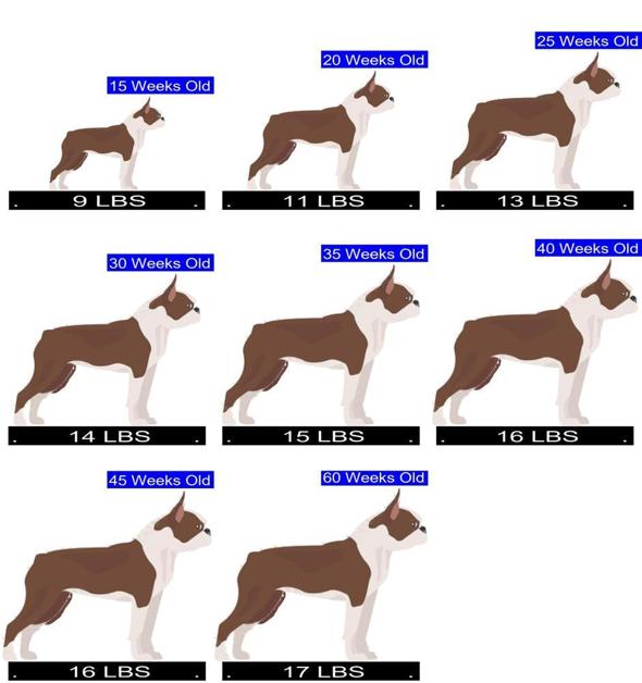 at what age are boston terriers full grown