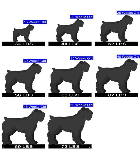 How Much Should Bouvier des Flandres Weigh? Bouvier des Flandres Weight ...