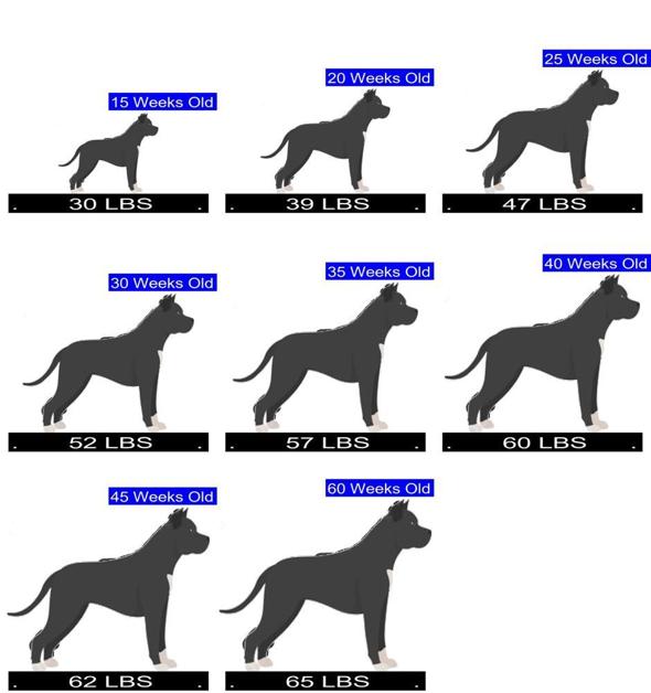 How Much Should Bull Terrier Weigh? Bull Terrier Weight Calculator.