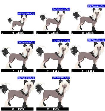 best ways to exercise your chinese crested