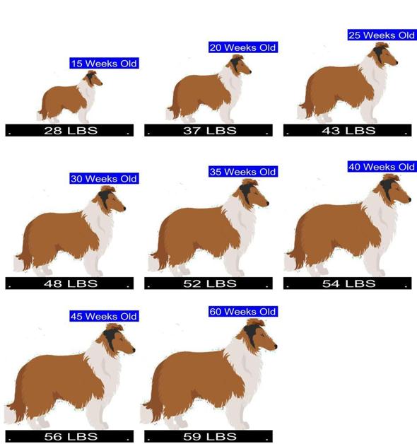 How Much Should Collie Weigh? Collie Weight Calculator.