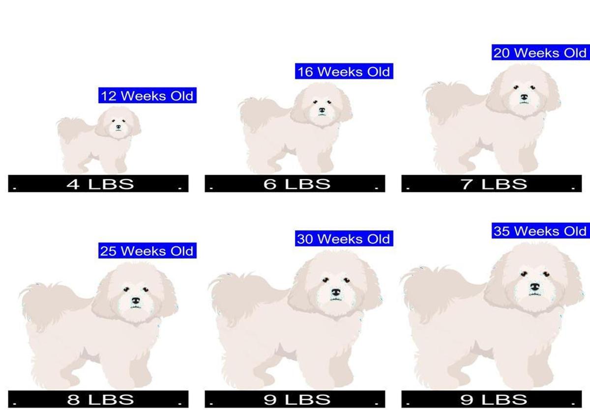 how much should a 16 week old standard poodle weigh