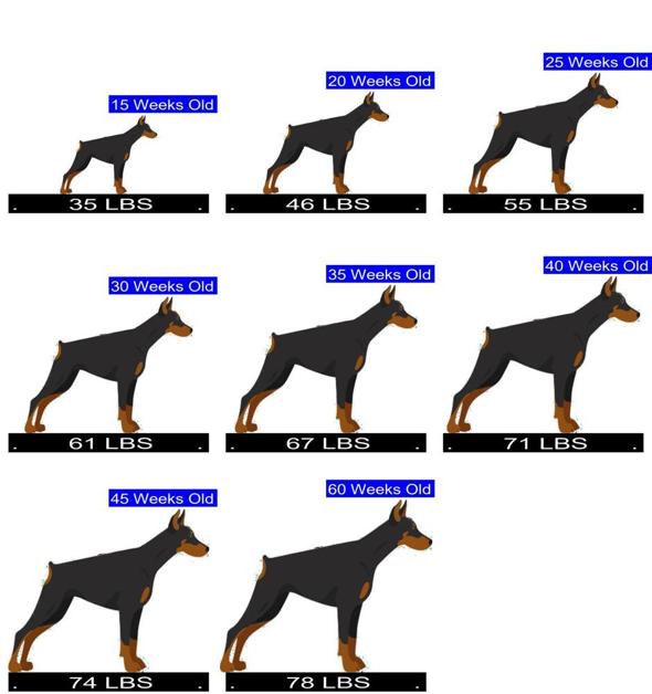 what age do doberman stop growing