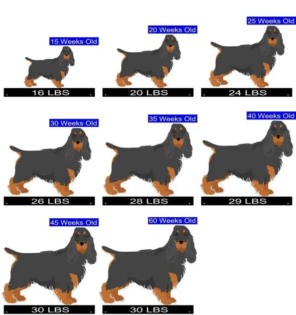 Spaniel Size Chart