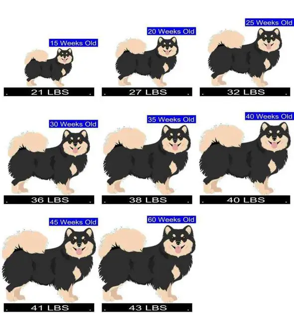 are bones safe for finnish lapphund puppies