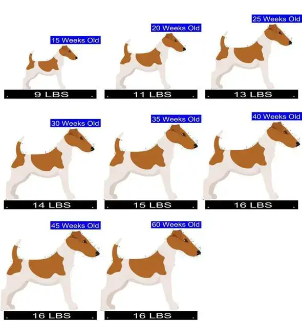 how much should a chihuahua terrier weigh