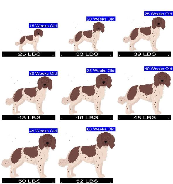 How Much Should French Spaniel Weigh? French Spaniel Weight Calculator.