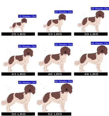 should i get a french spaniel