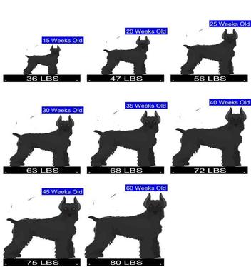 how much should my 6nmintj old schnauzer eat