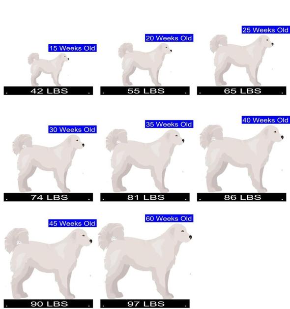 How Much Should Great Pyrenees Weigh? Great Pyrenees Weight Calculator.