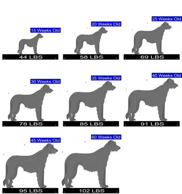 how much does an irish wolfhound cost
