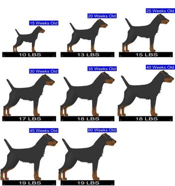 how much should a small terrier weigh