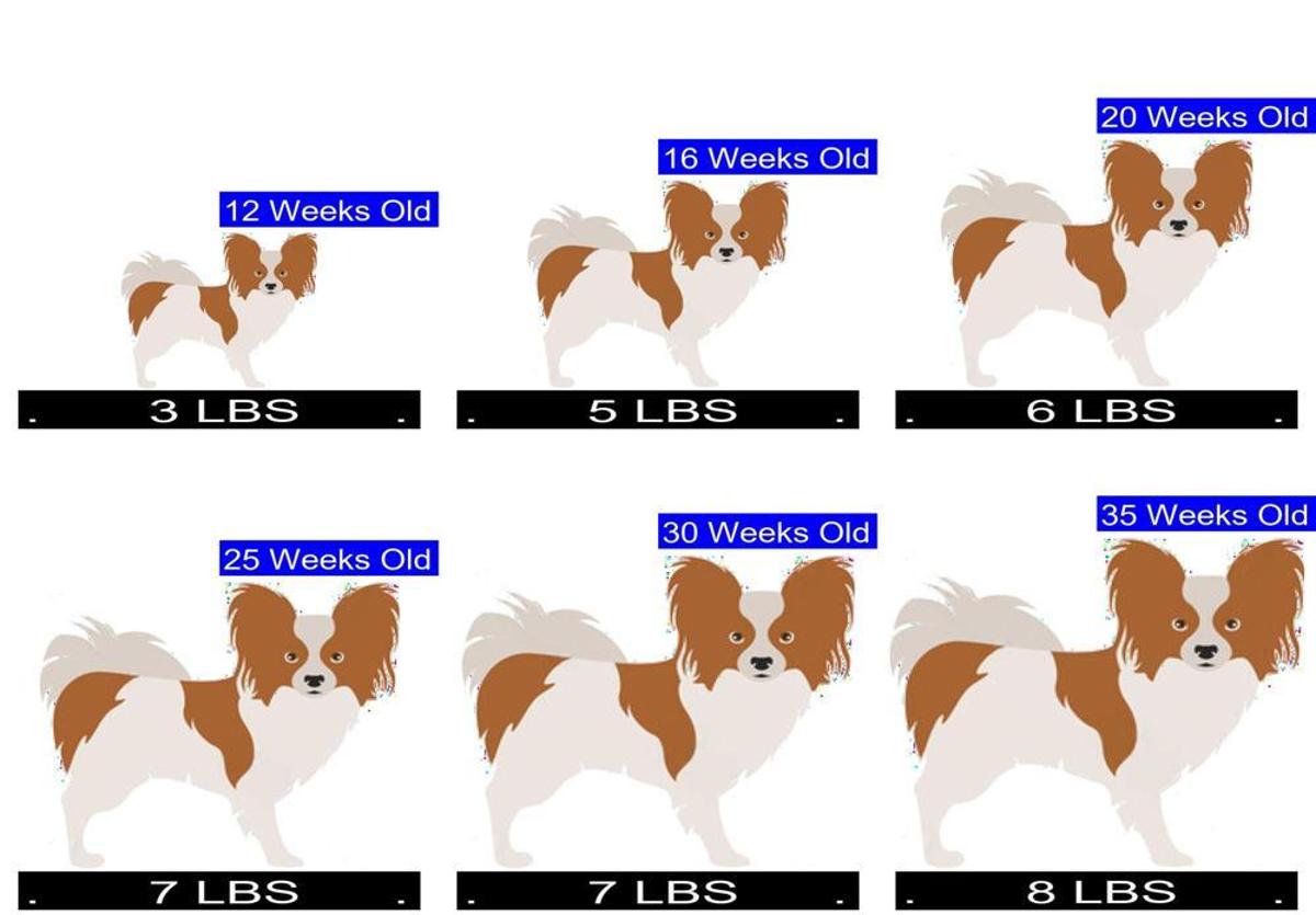 At What Age Is A Papillon Dog Full Grown