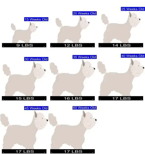 how much for a west highland white terrier