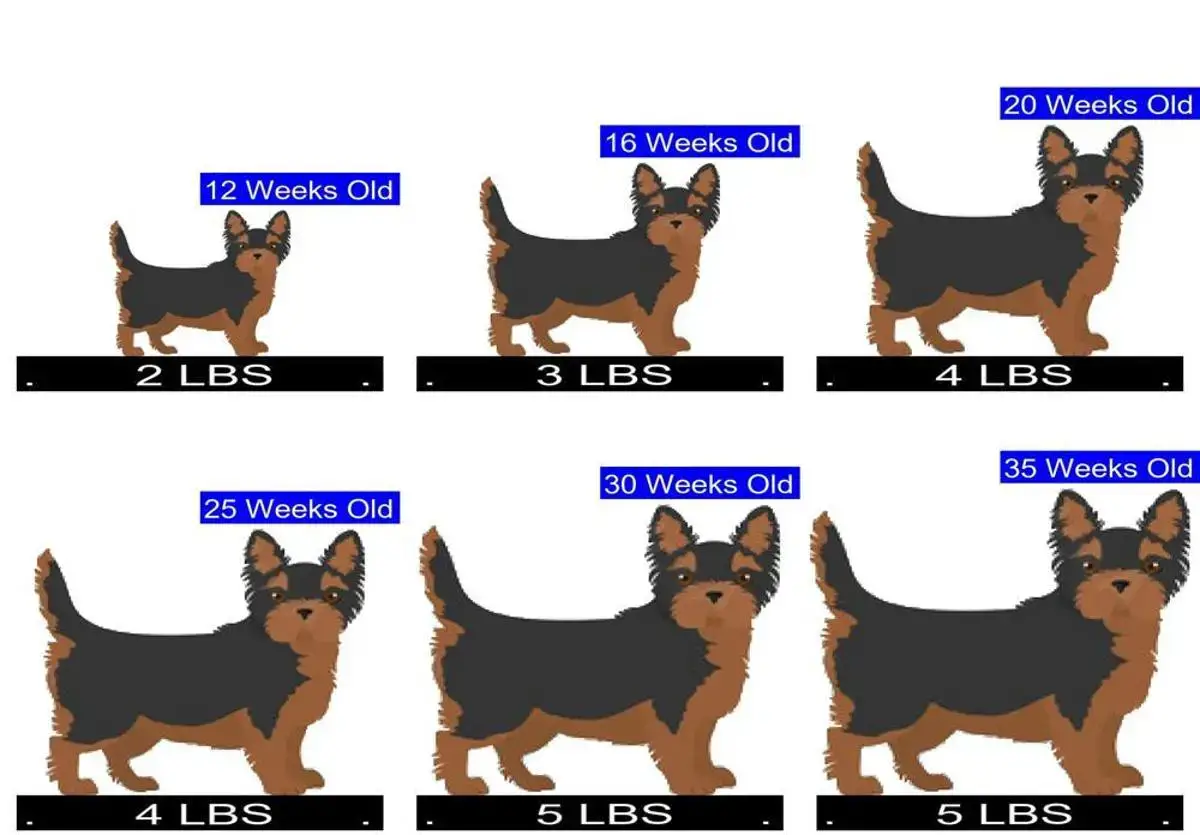 how much should a chihuahua terrier weigh