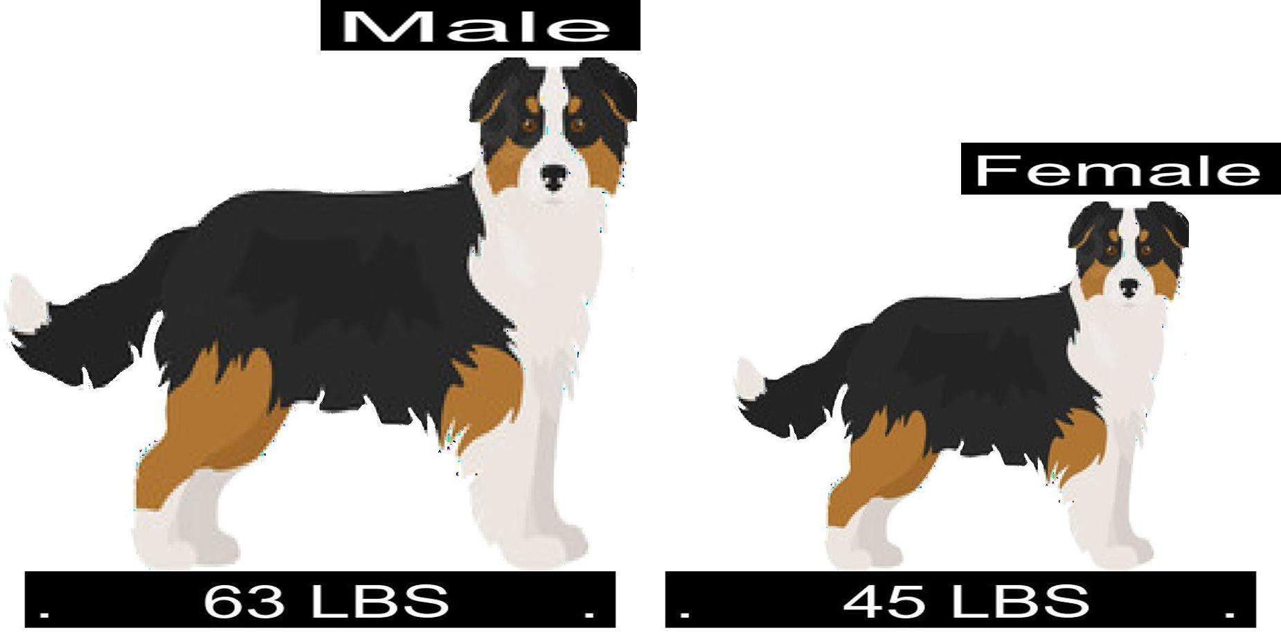 How Much Should Australian Shepherd Weigh? Australian Shepherd Weight