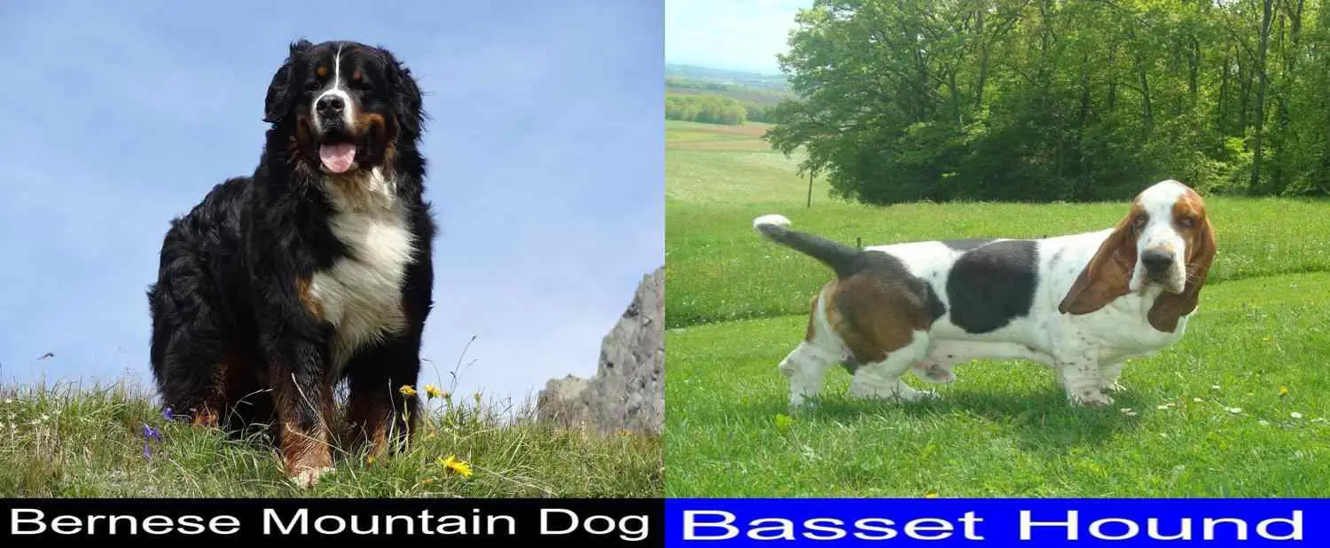 Bernese Mountain Dog Versus Basset Hound. Differences and Similarities