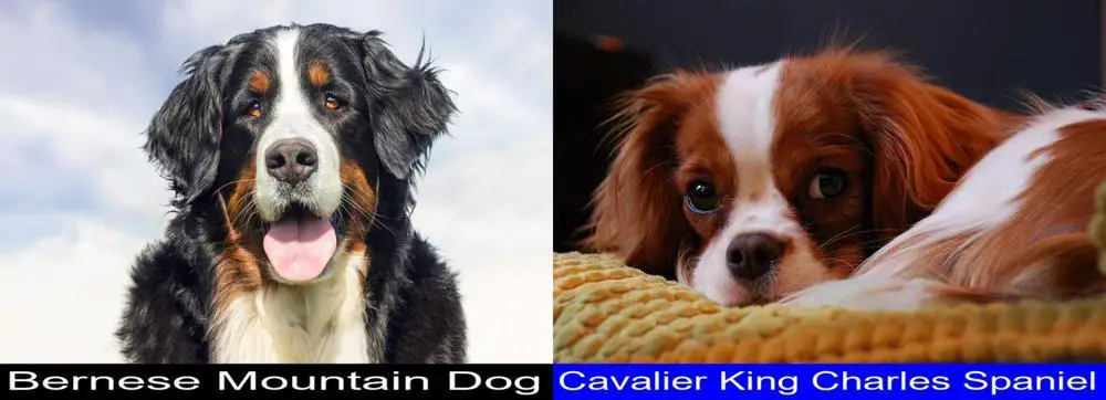 Bernese Mountain Dog Versus Cavalier King Charles Spaniel. Differences