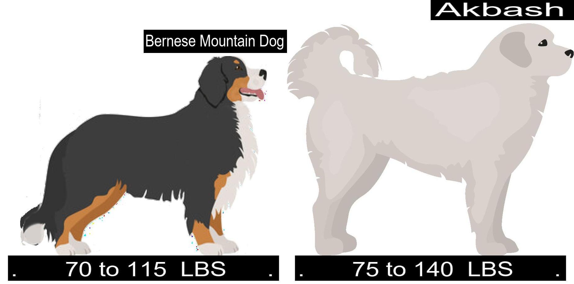 Bernese Mountain Dog Versus Akbash. Differences and Similarities