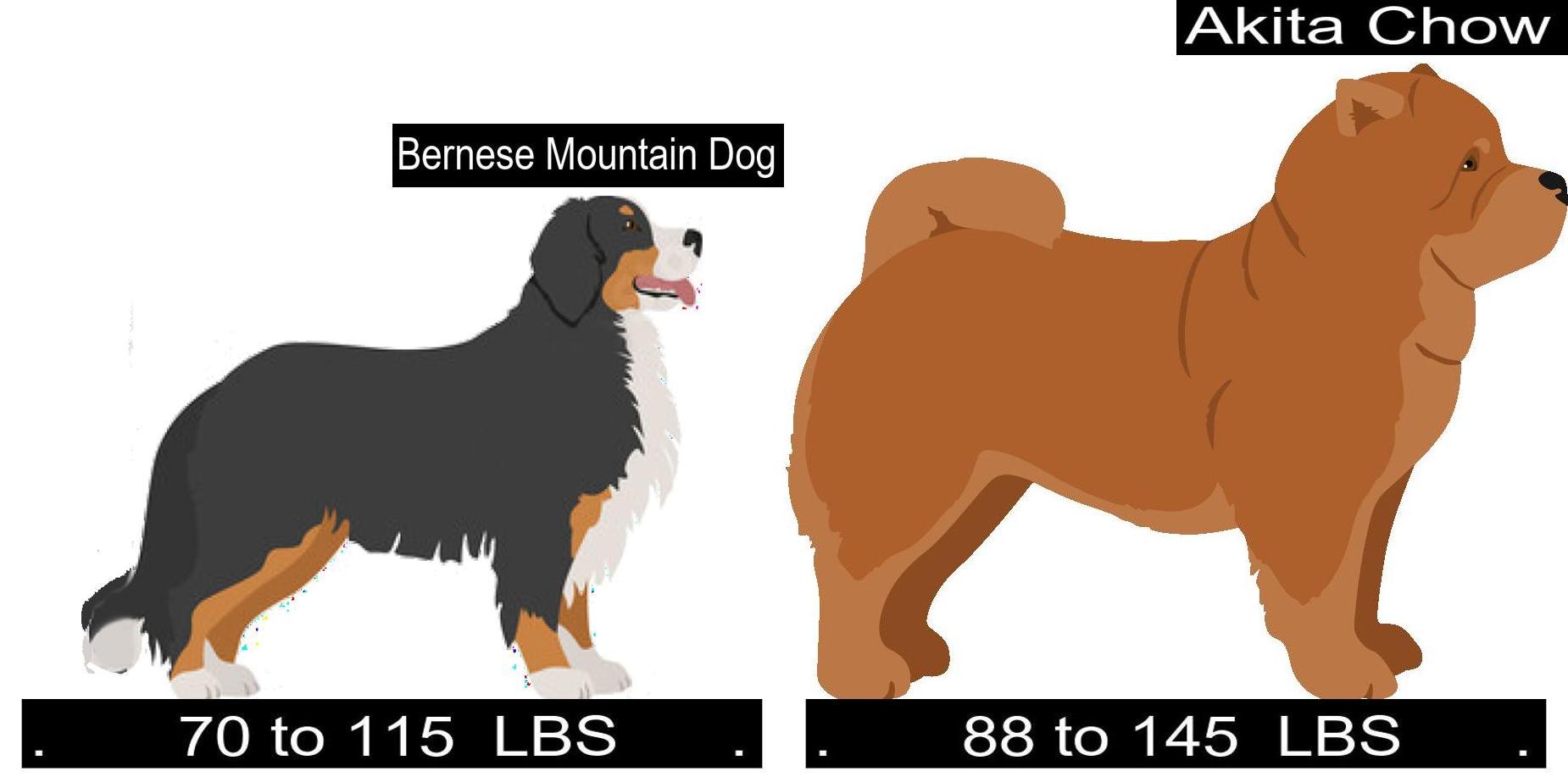 Bernese Mountain Dog Versus Akita Chow. Differences and Similarities