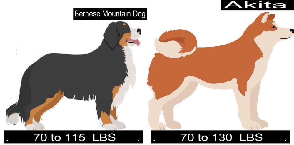 Bernese Mountain Dog Versus Akita. Differences and Similarities