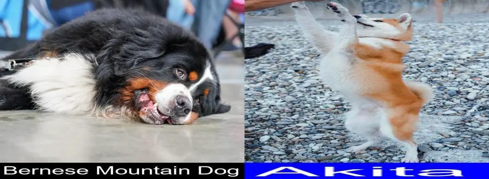 Bernese Mountain Dog Versus Akita. Differences and Similarities