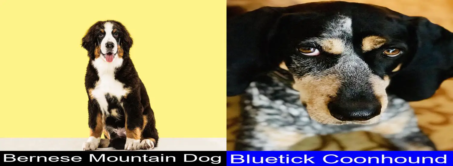 are bluetick coonhounds intelligent dogs