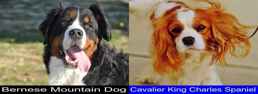 Bernese Mountain Dog Versus Cavalier King Charles Spaniel. Differences and Similarities