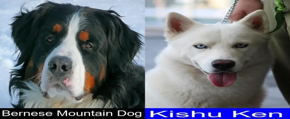 are kishu kens intelligent dogs