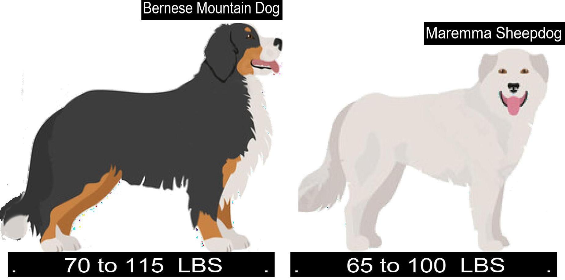 bernese-mountain-dog-versus-maremma-sheepdog-differences-and-similarities