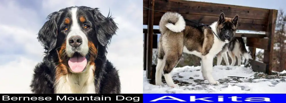 Bernese Mountain Dog Versus Akita. Differences and Similarities