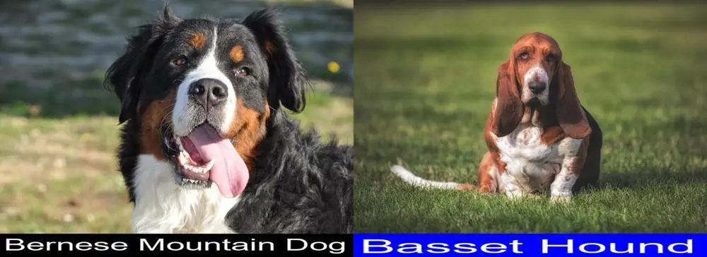 Bernese Mountain Dog Versus Basset Hound. Differences and Similarities